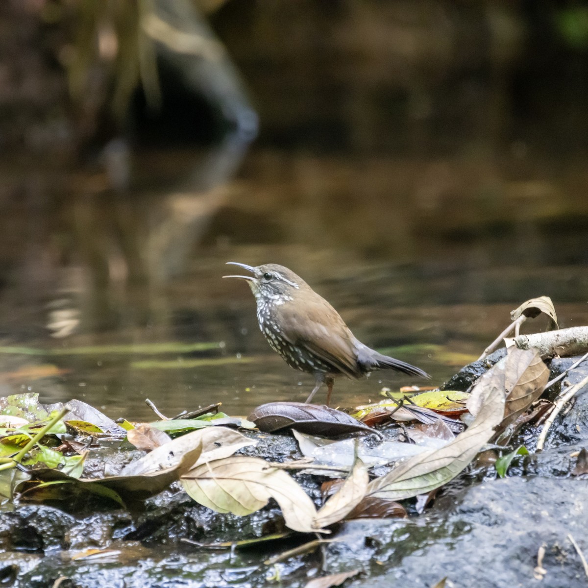 Sharp-tailed Streamcreeper - ML625891952