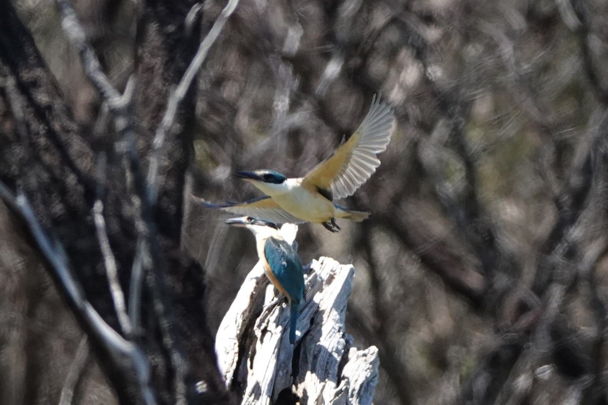 Sacred Kingfisher - ML625892328