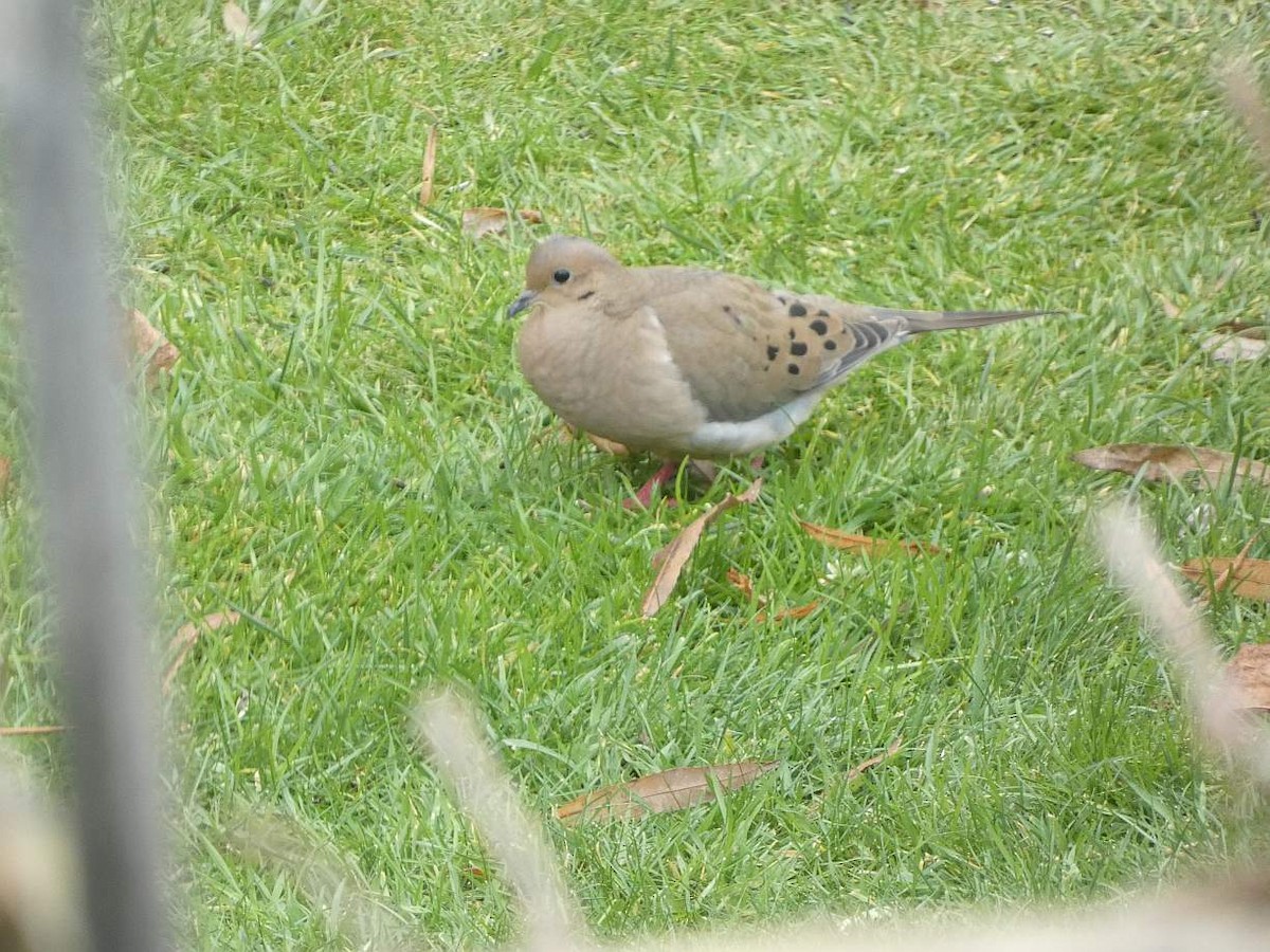 Mourning Dove - ML625892440