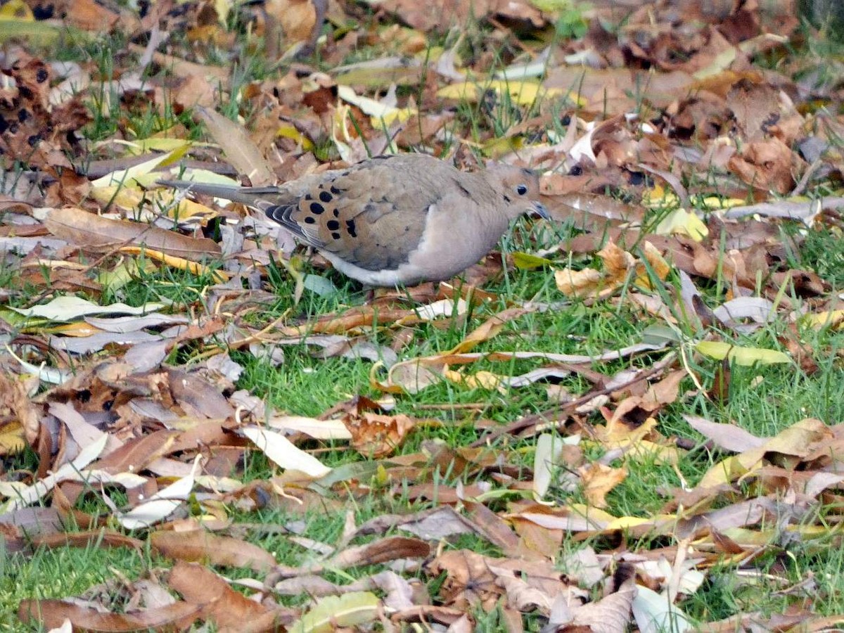 Mourning Dove - ML625892441
