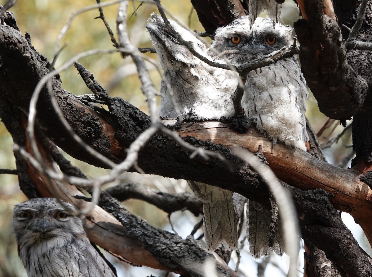 Tawny Frogmouth - ML625892480