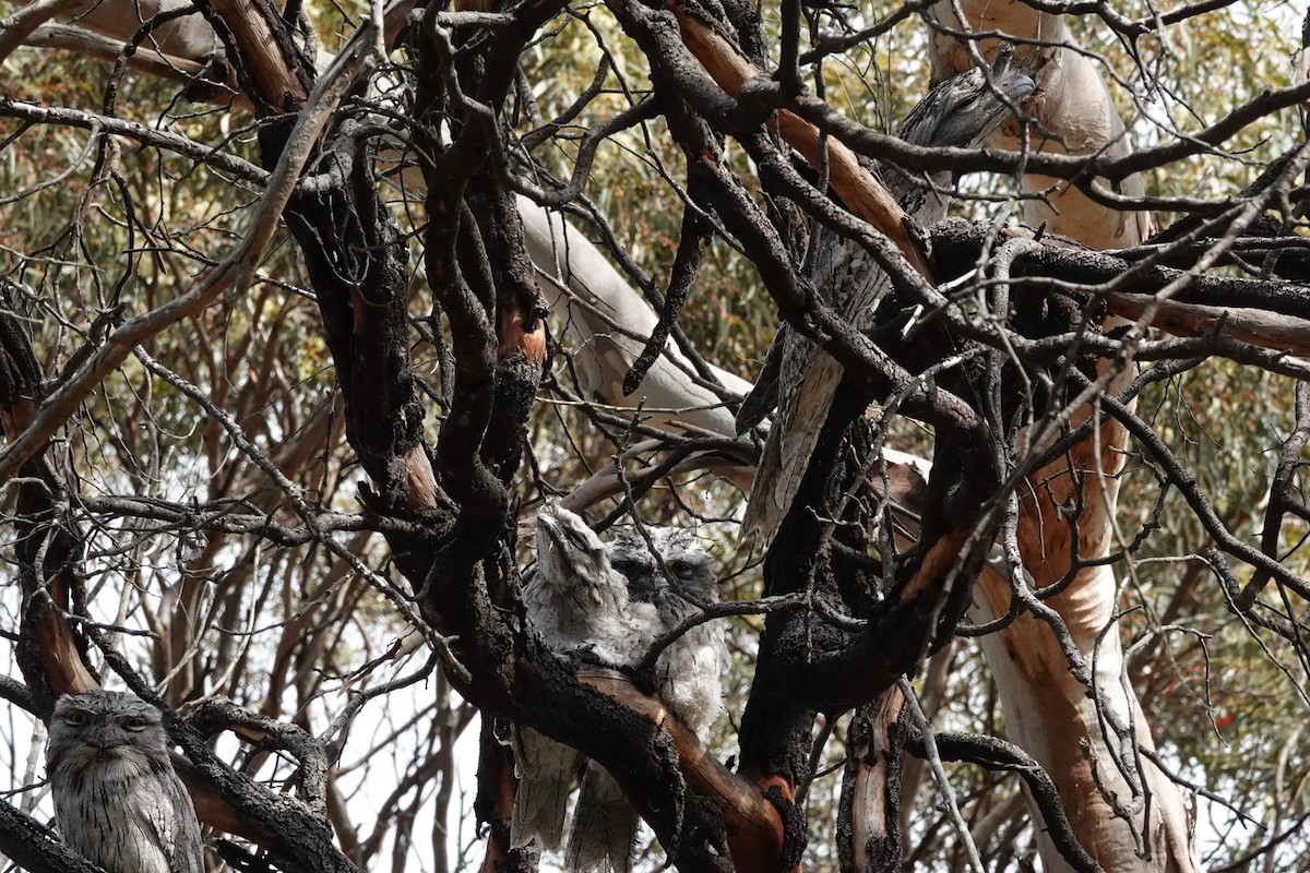 Tawny Frogmouth - ML625892590