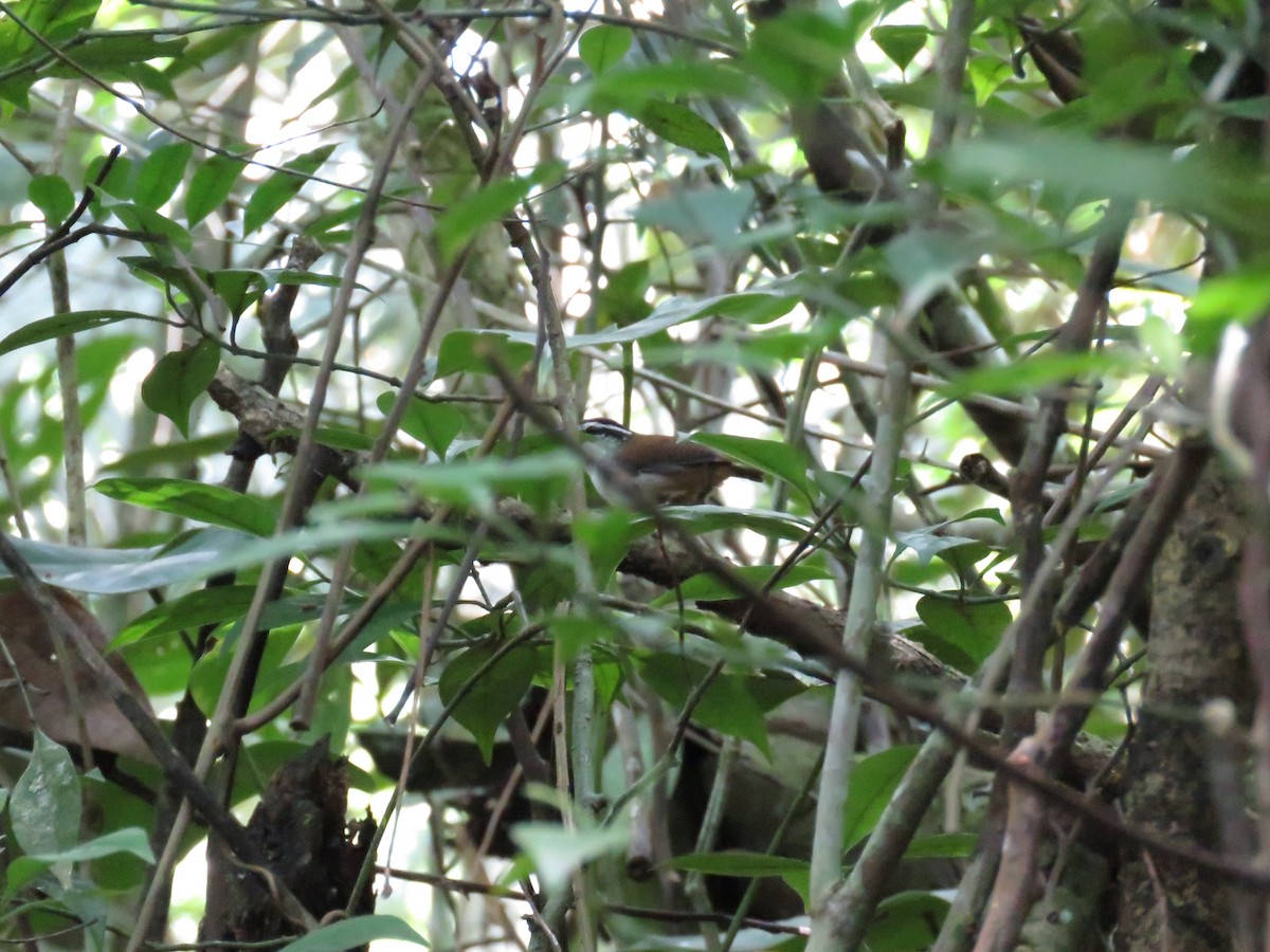 White-breasted Wood-Wren - ML625892629