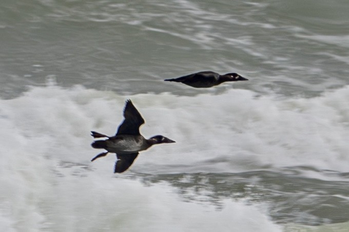 Surf Scoter - Marcus Kelly