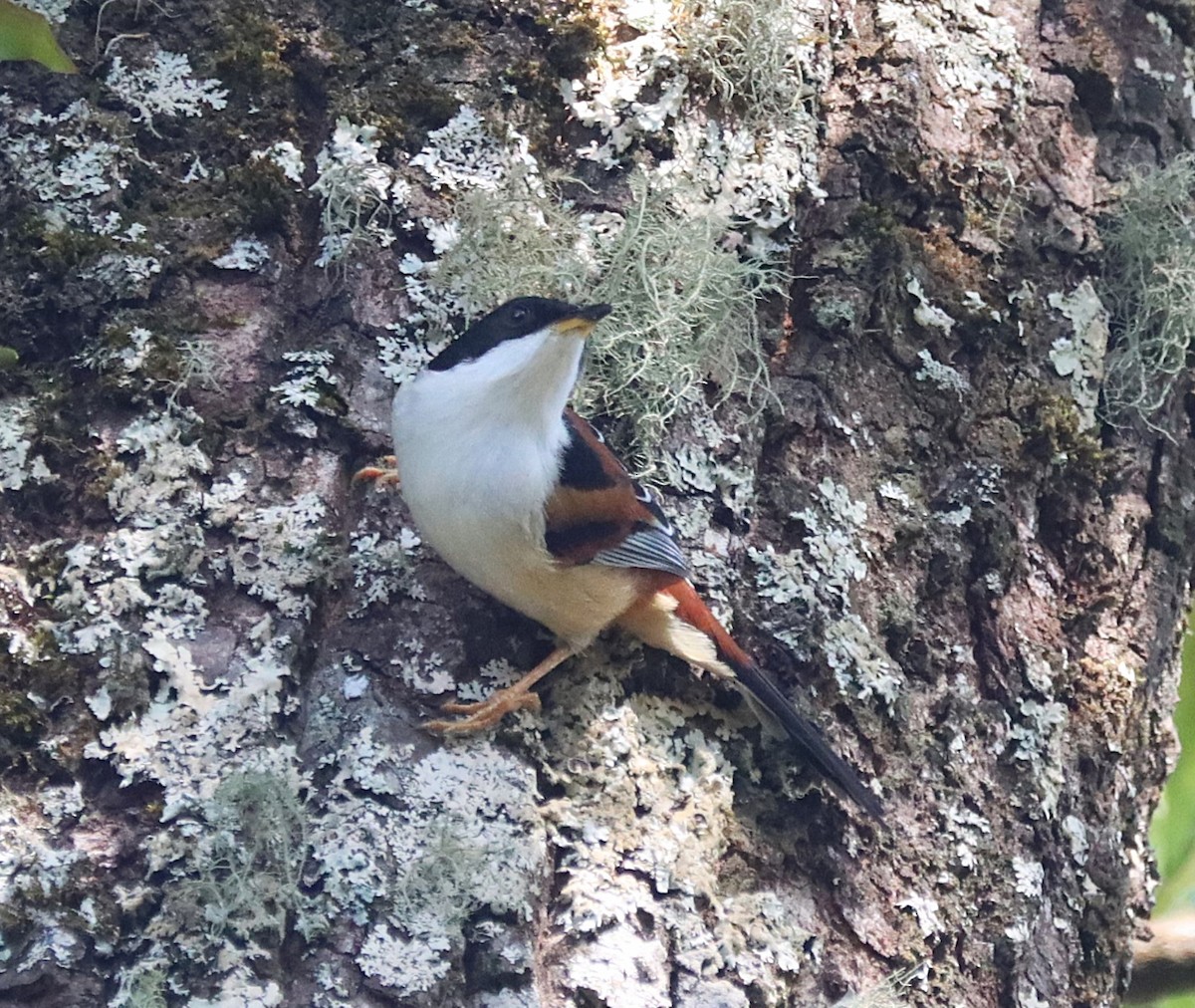 Rufous-backed Sibia (Rufous-backed) - ML625892801