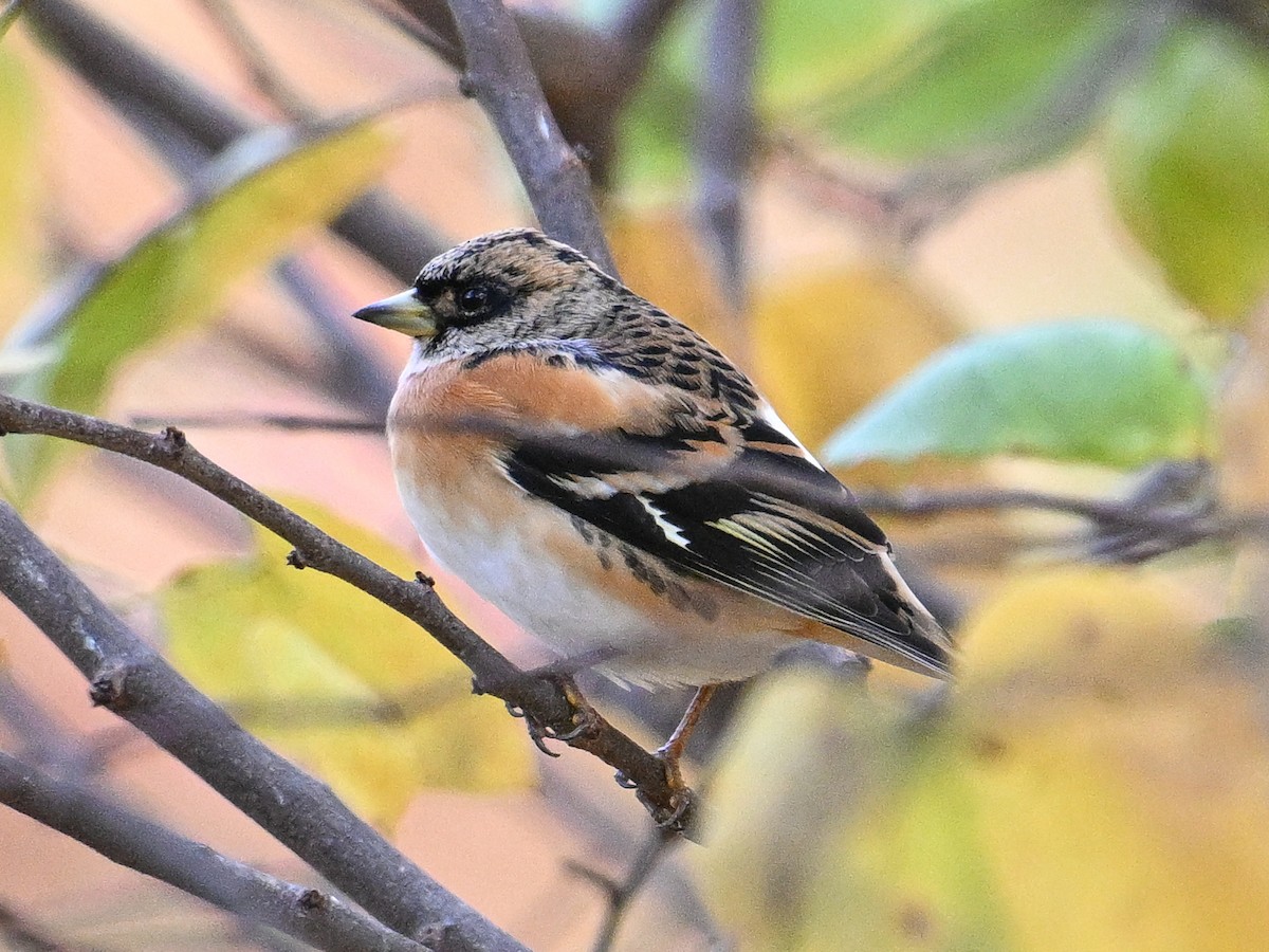 花雀 - ML625892915