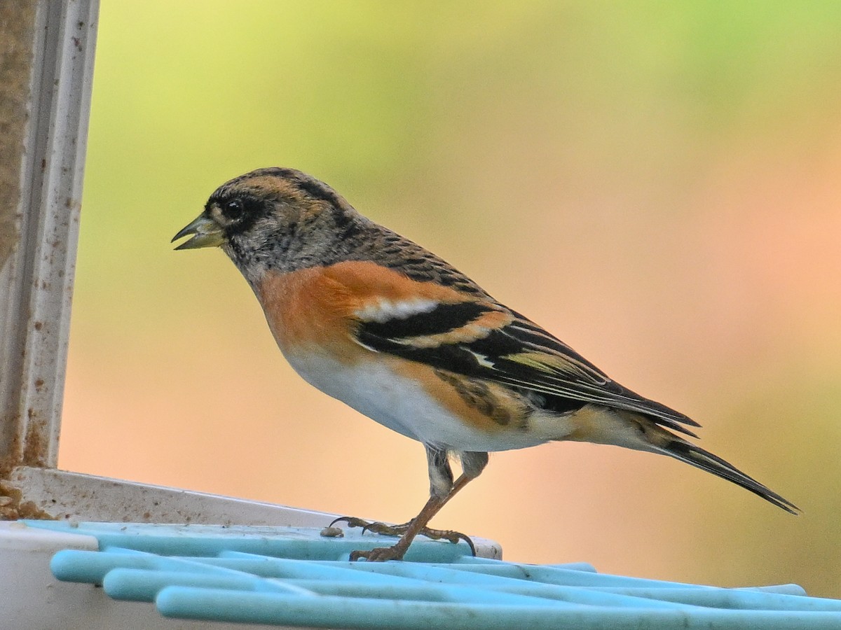 花雀 - ML625892918