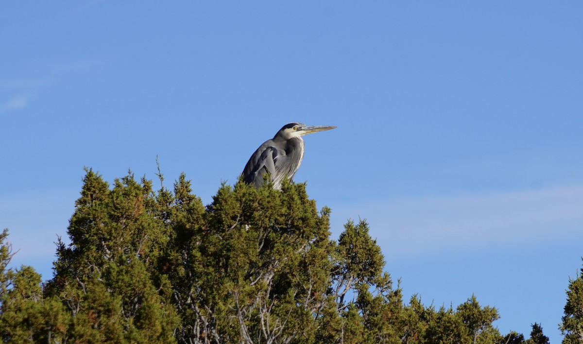 Great Blue Heron - ML625892938
