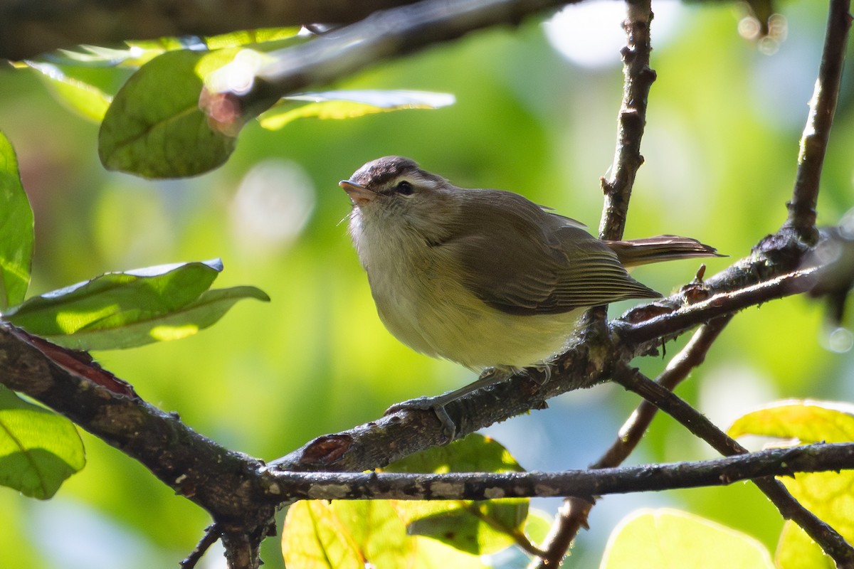 Brown-capped Vireo - ML625892992