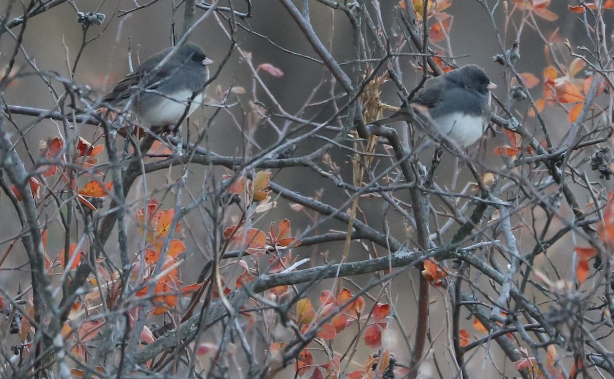 Dark-eyed Junco (Slate-colored) - ML625893063