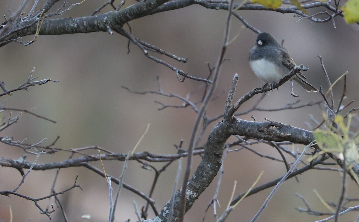 Dark-eyed Junco (Slate-colored) - ML625893068