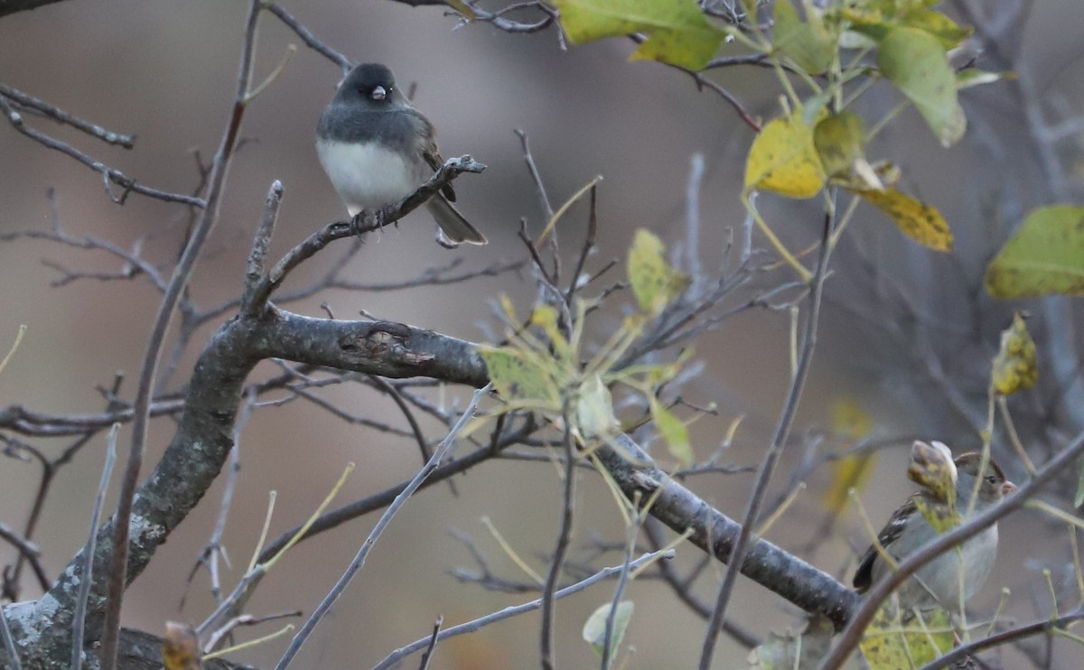 Dark-eyed Junco (Slate-colored) - ML625893073