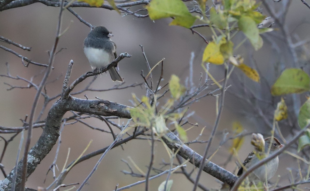 Dark-eyed Junco (Slate-colored) - ML625893082