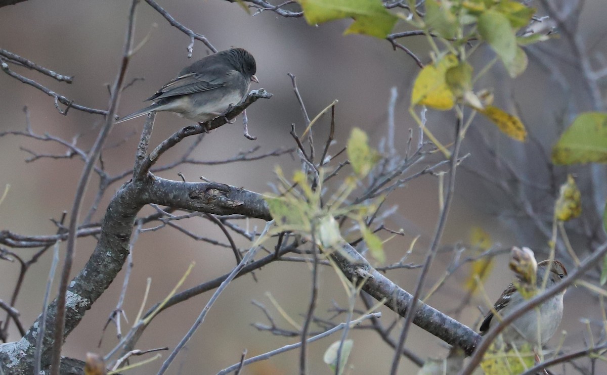 Dark-eyed Junco (Slate-colored) - ML625893084