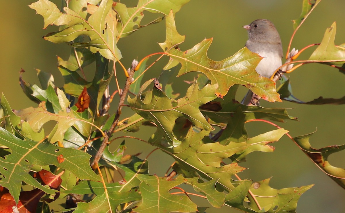Dark-eyed Junco (Slate-colored) - ML625893091