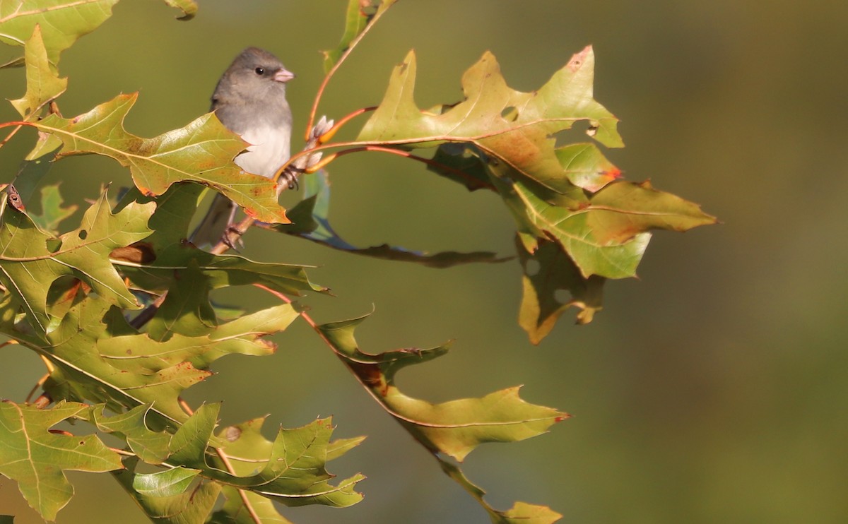 Dark-eyed Junco (Slate-colored) - ML625893098