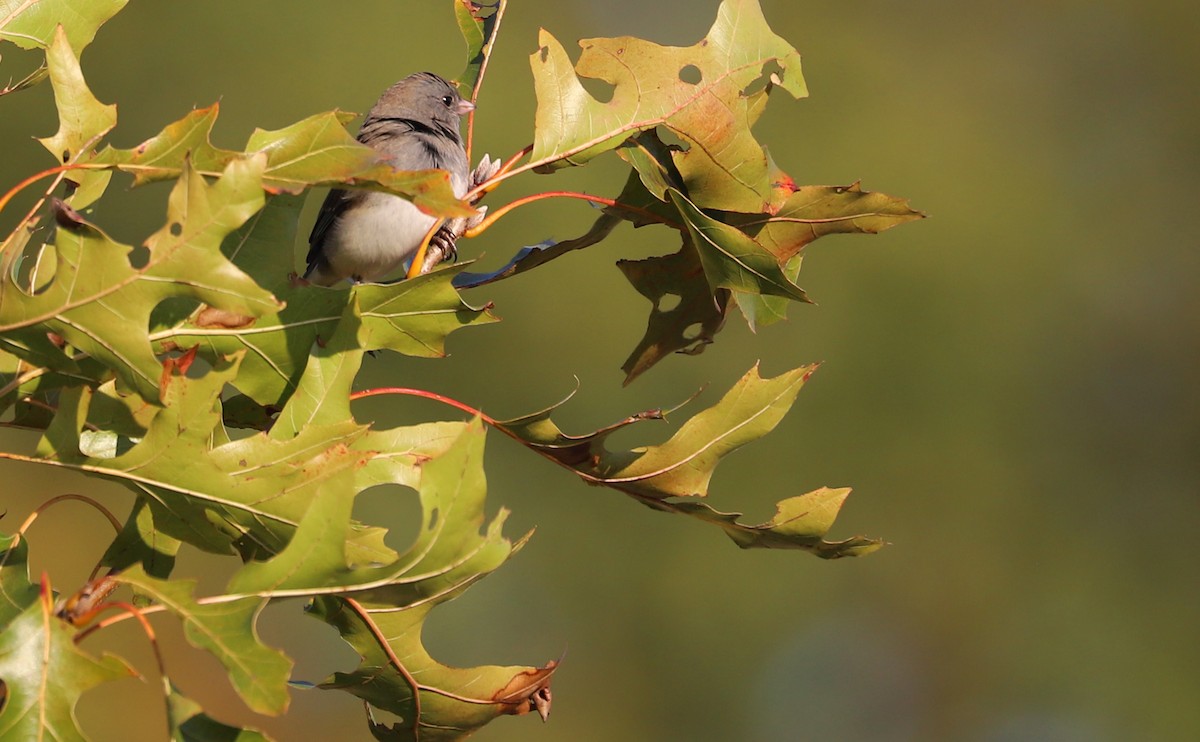 Dark-eyed Junco (Slate-colored) - ML625893101