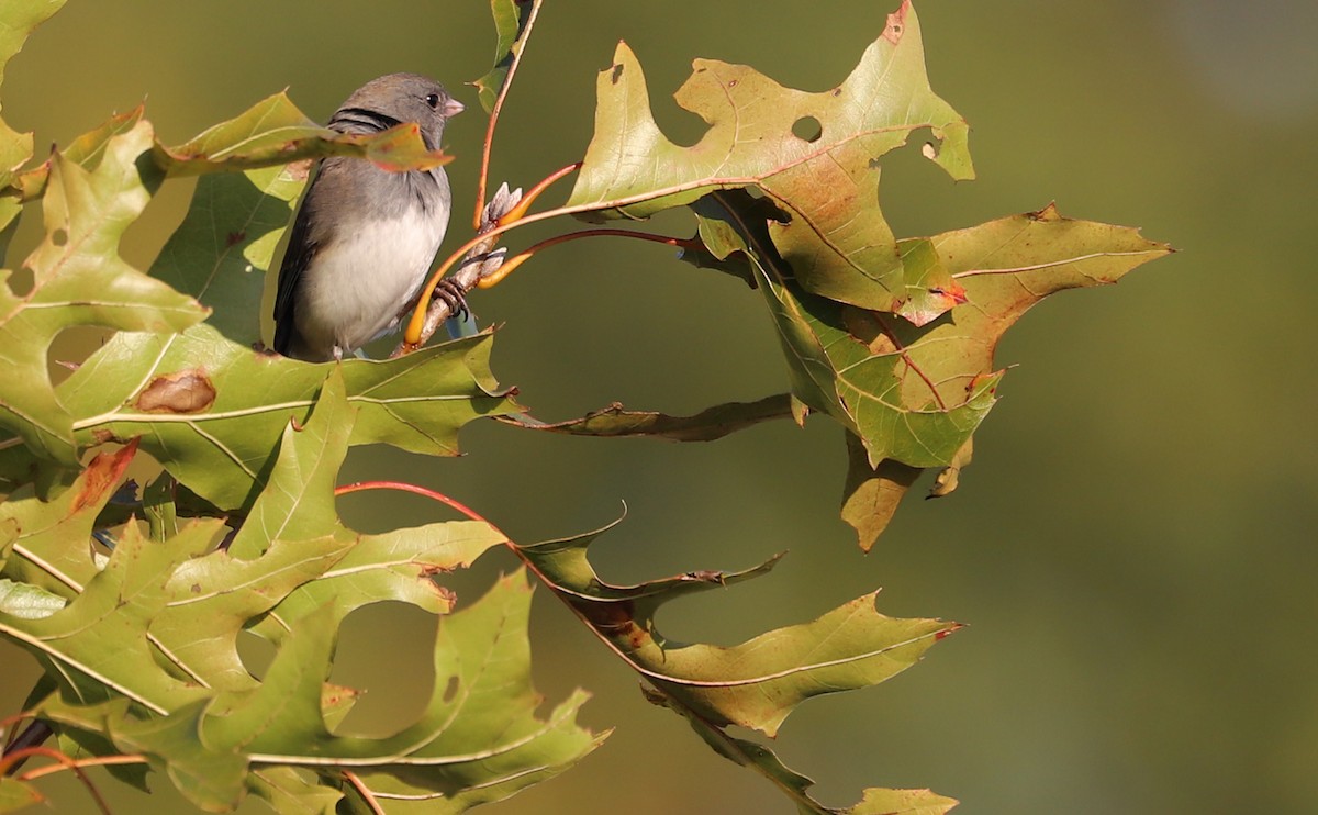 Dark-eyed Junco (Slate-colored) - ML625893103