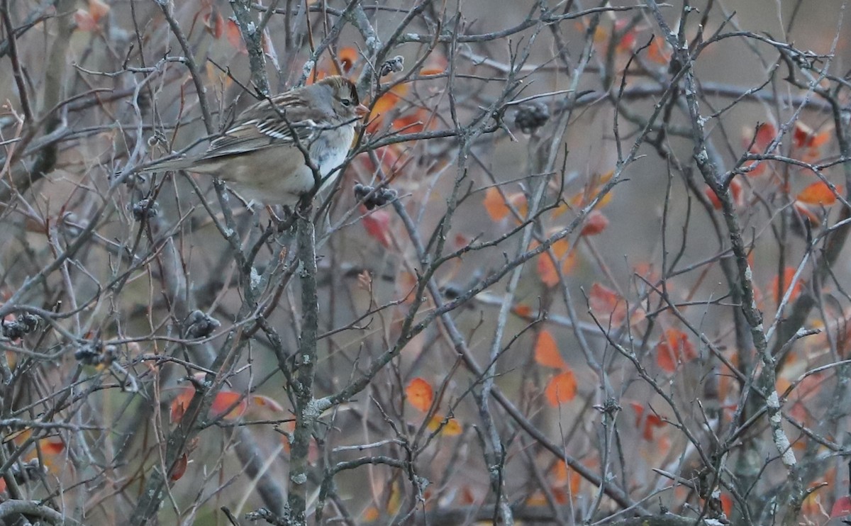 White-crowned Sparrow (leucophrys) - ML625893112