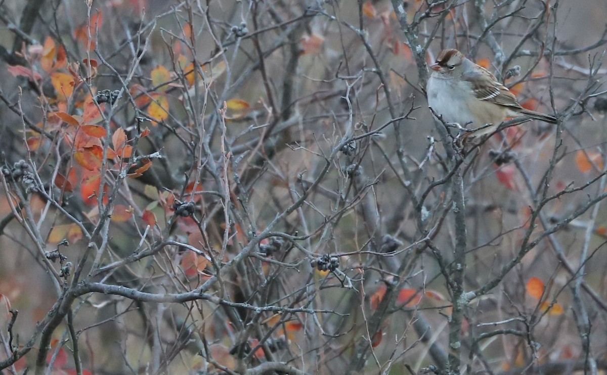 White-crowned Sparrow (leucophrys) - ML625893113