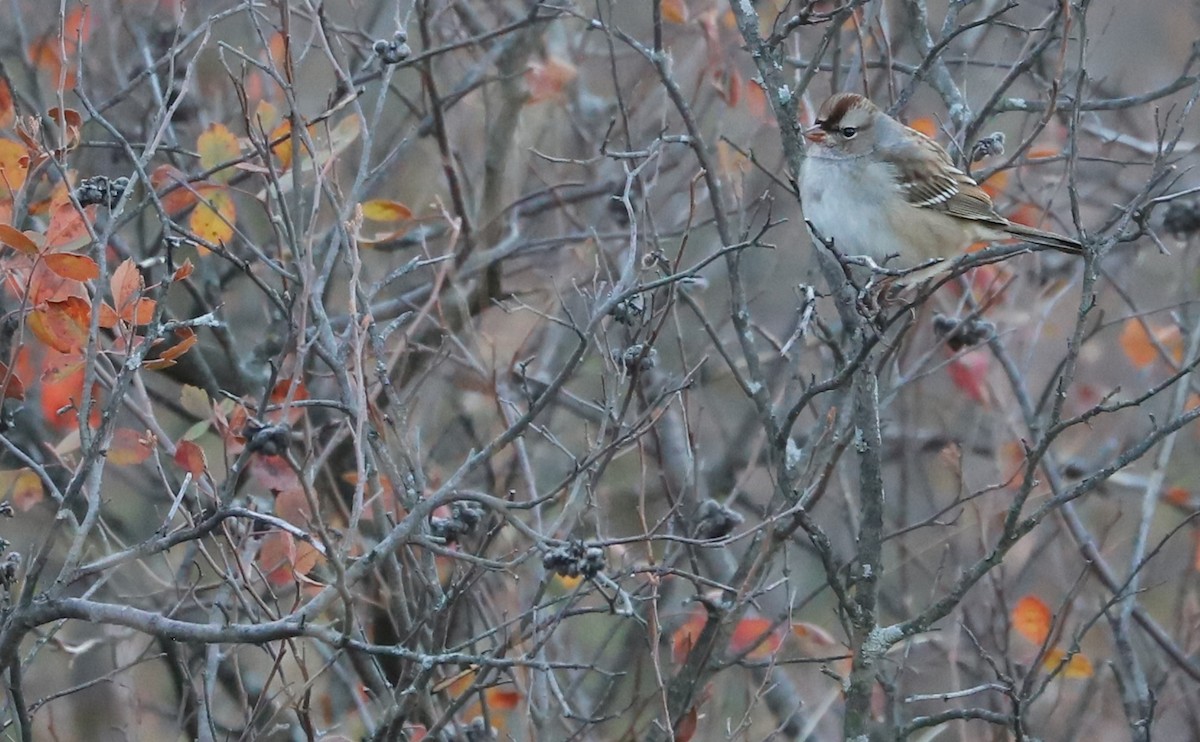 White-crowned Sparrow (leucophrys) - ML625893123