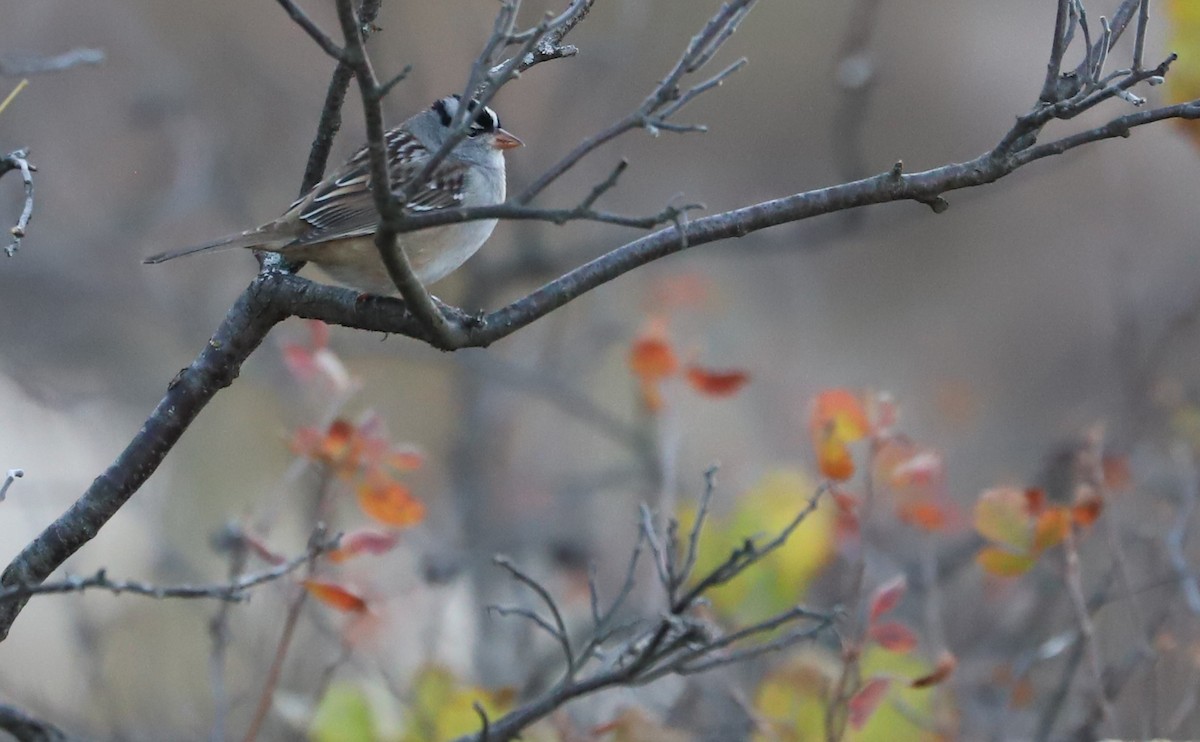 White-crowned Sparrow (leucophrys) - ML625893128