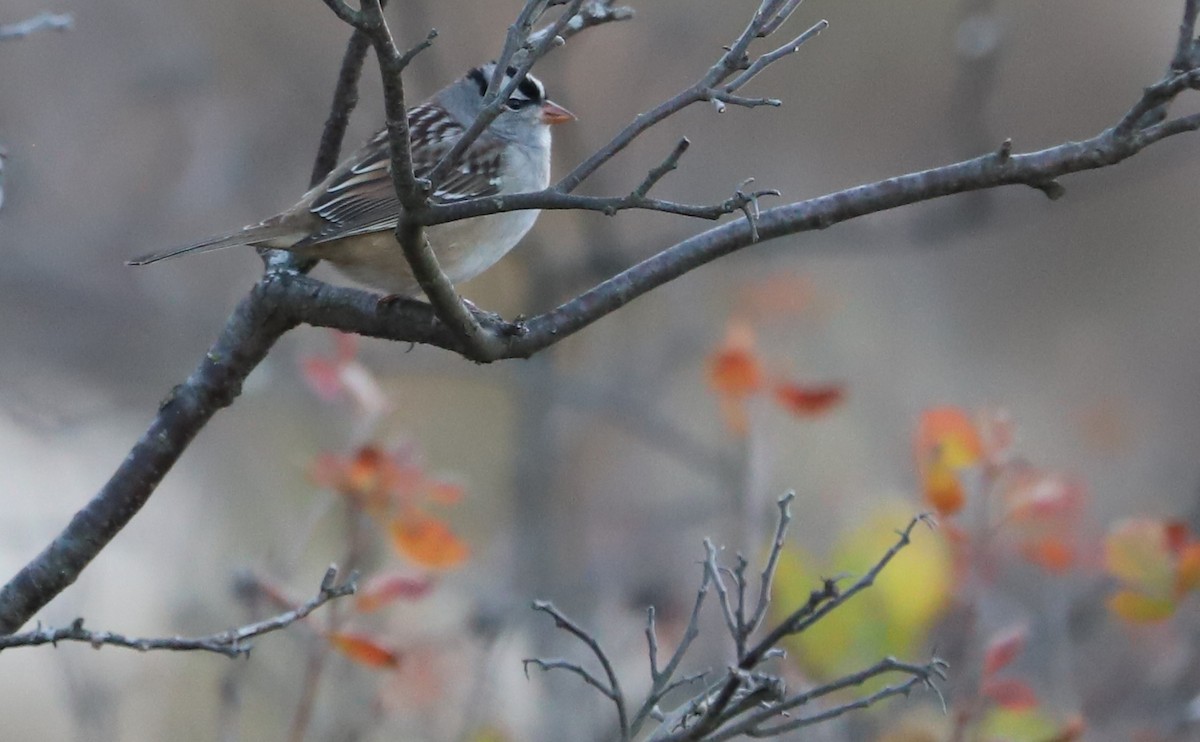 White-crowned Sparrow (leucophrys) - ML625893131