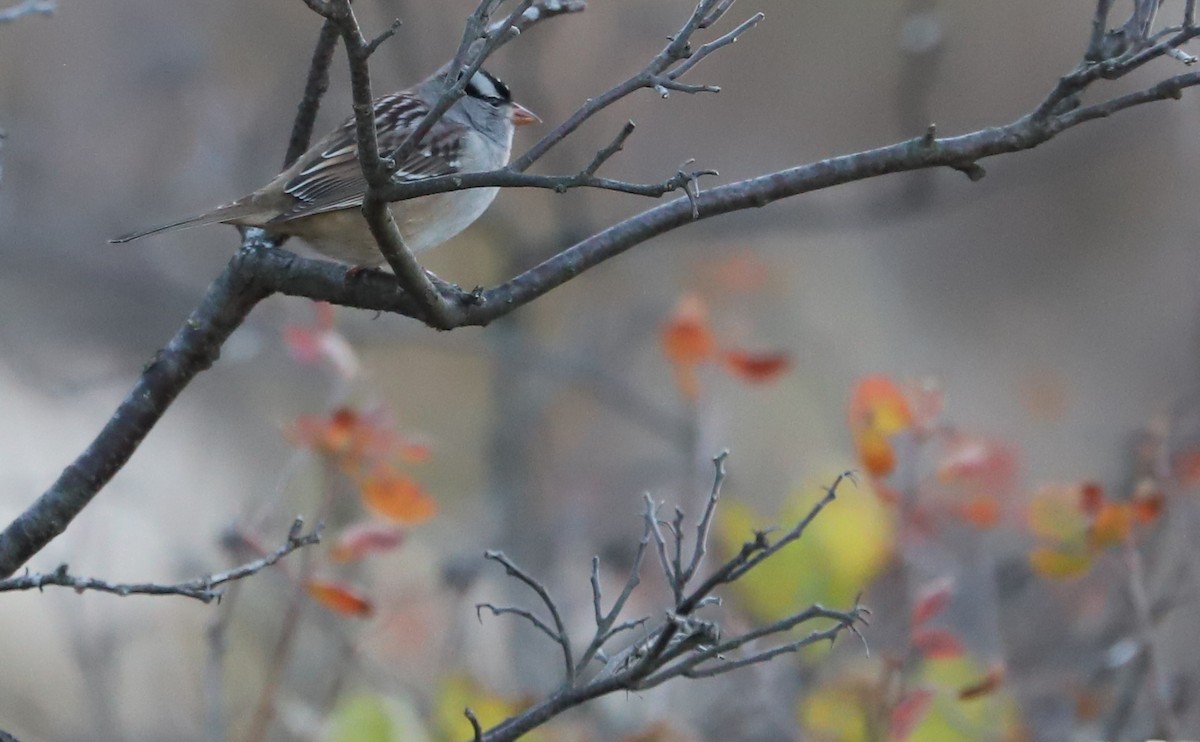 White-crowned Sparrow (leucophrys) - ML625893134