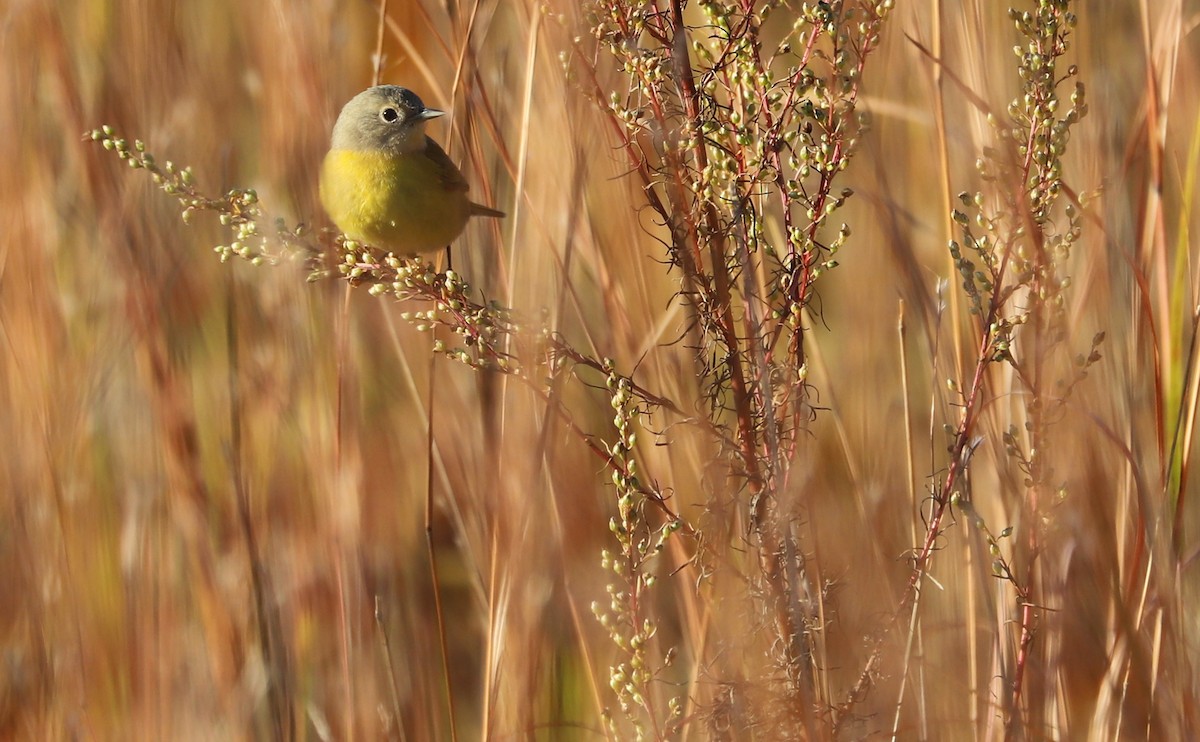 Nashville Warbler - ML625893139