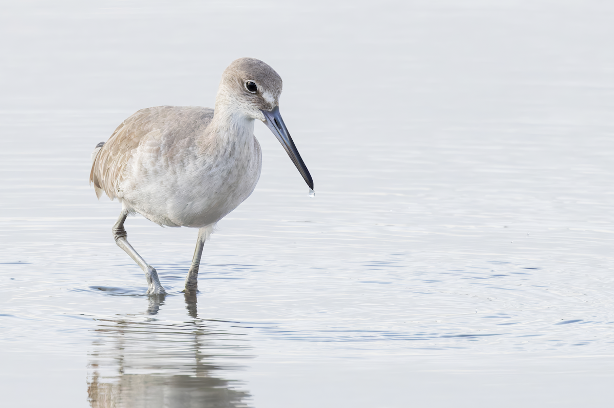 Willet - ML625893223