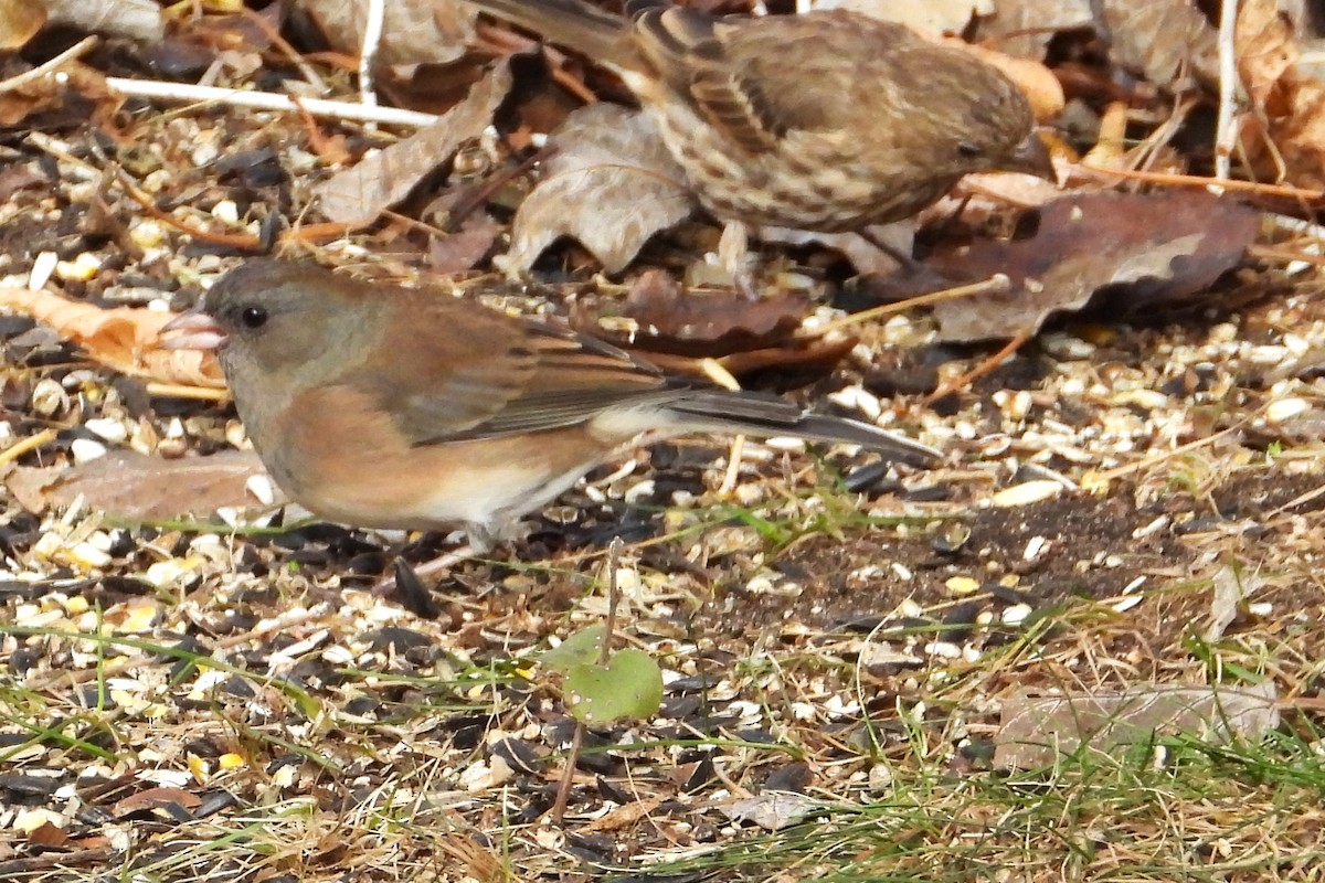 Dark-eyed Junco - ML625893224