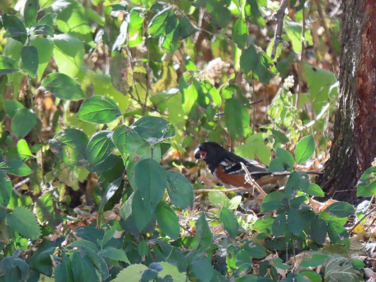 Spotted x Eastern Towhee (hybrid) - ML625893348