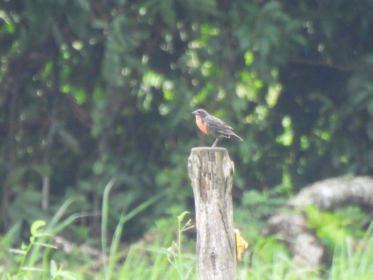 ムネアカマキバドリ - ML625893557