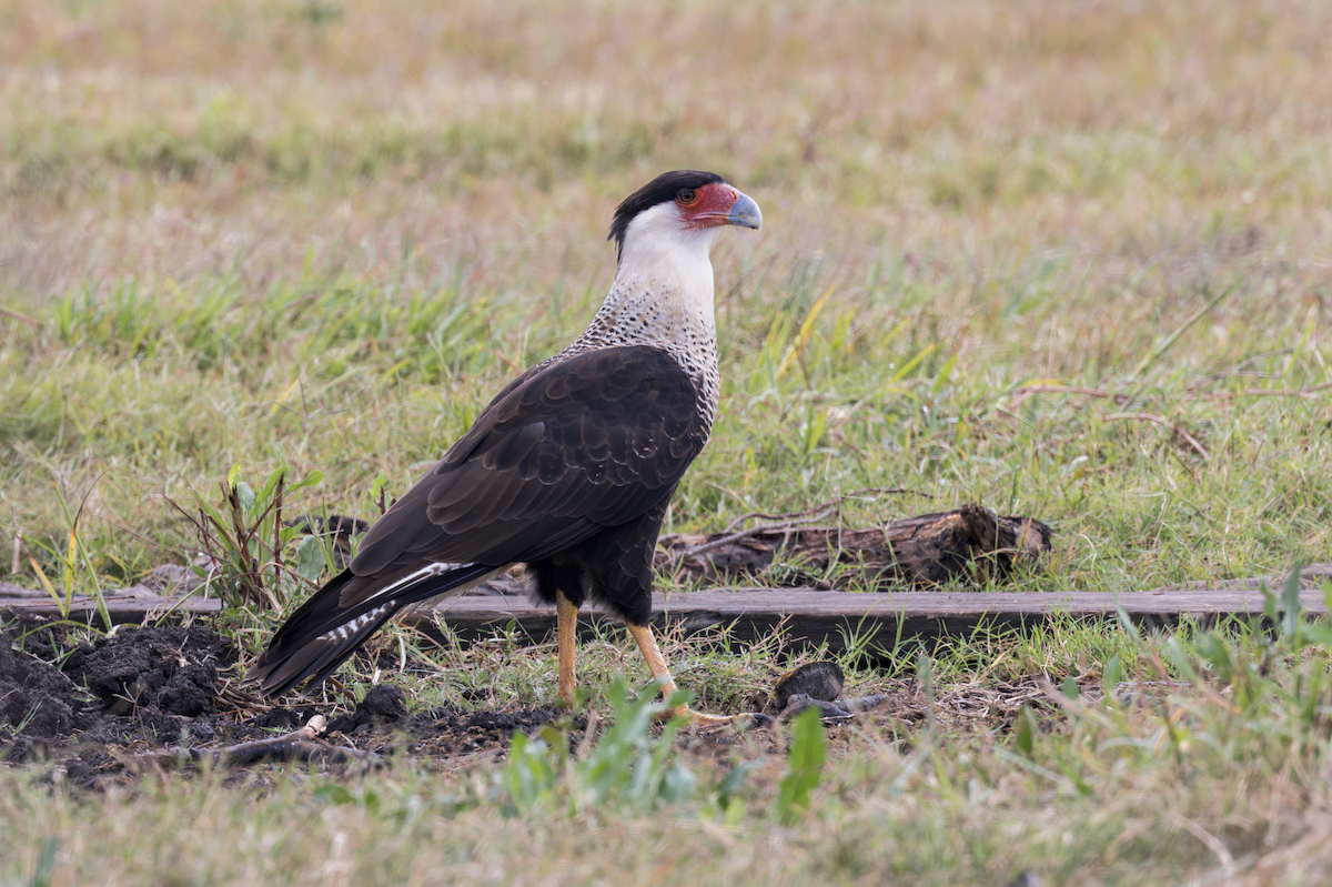 Crested Caracara - ML625893616