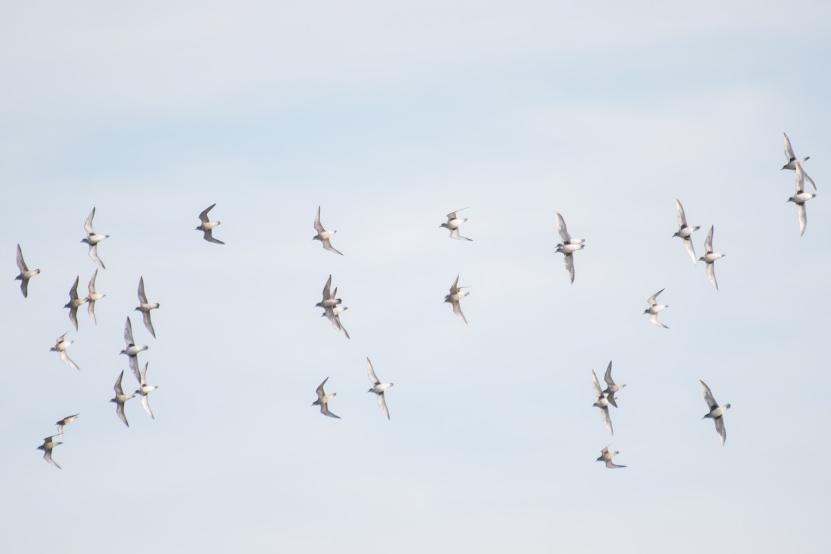 American Golden-Plover - ML625893670