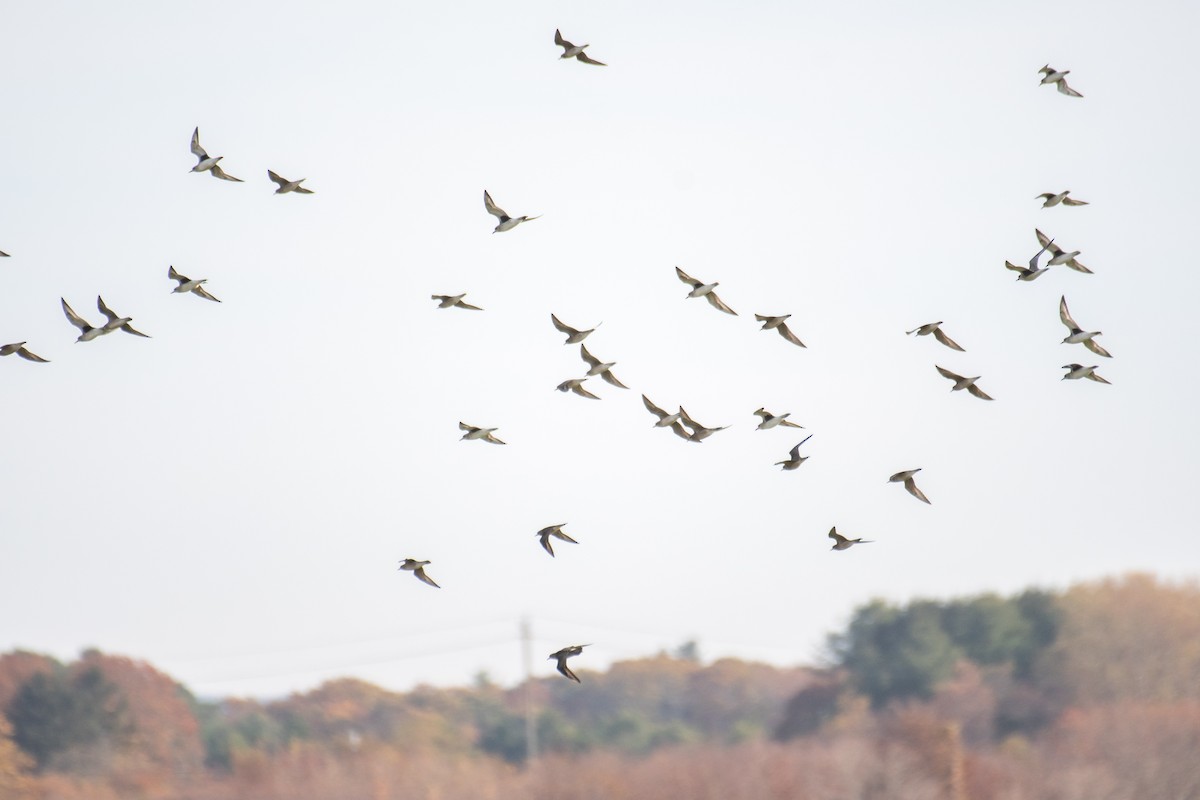 American Golden-Plover - ML625893671