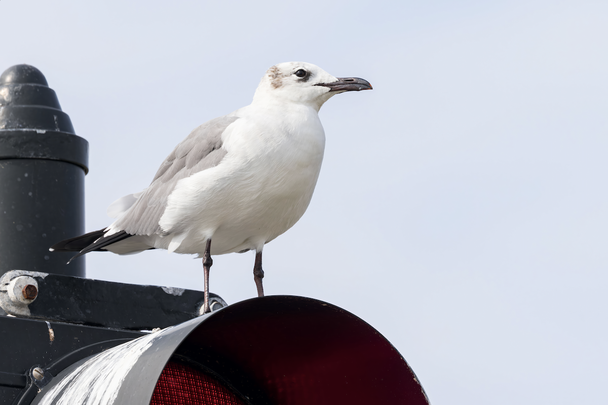 Laughing Gull - ML625893704