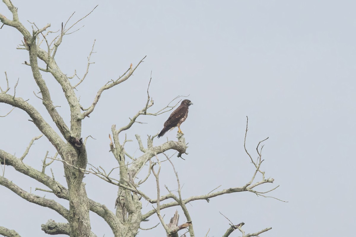 White-tailed Hawk - ML625893774