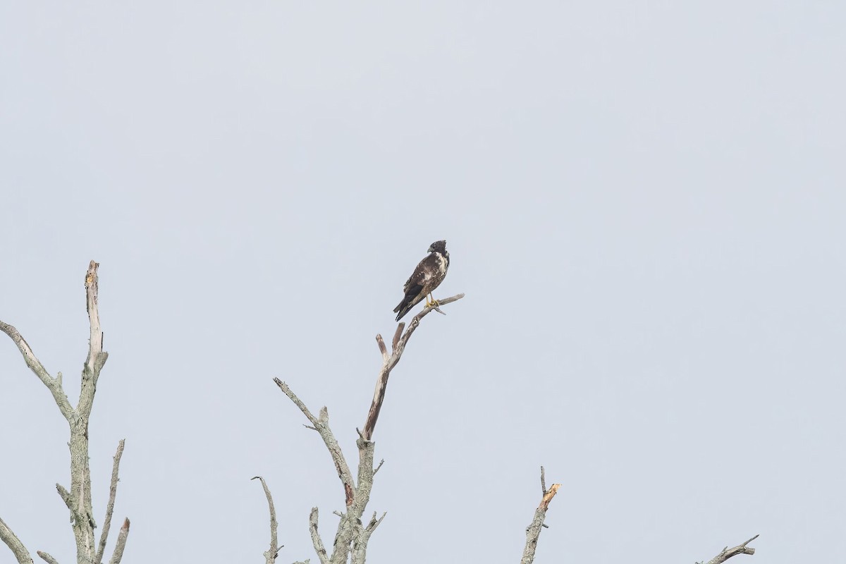 White-tailed Hawk - ML625893801