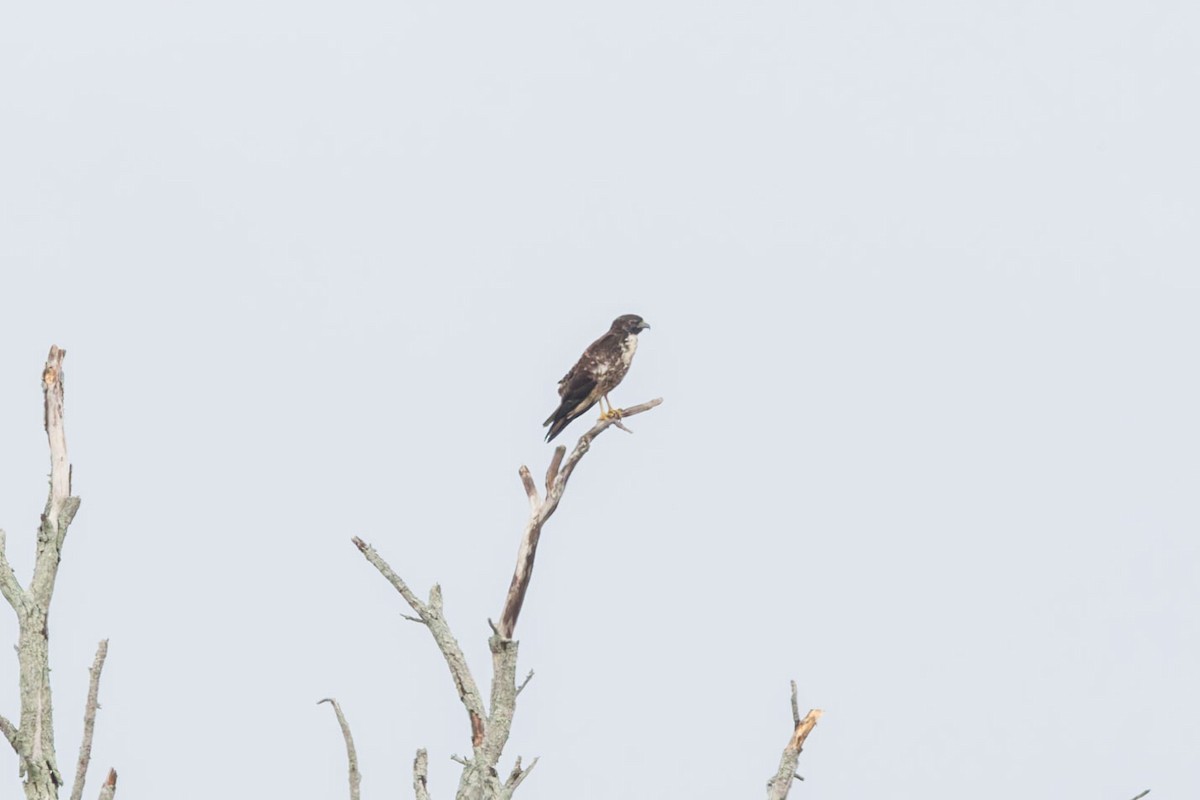 White-tailed Hawk - ML625893805