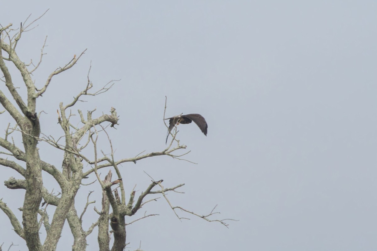 White-tailed Hawk - ML625893810