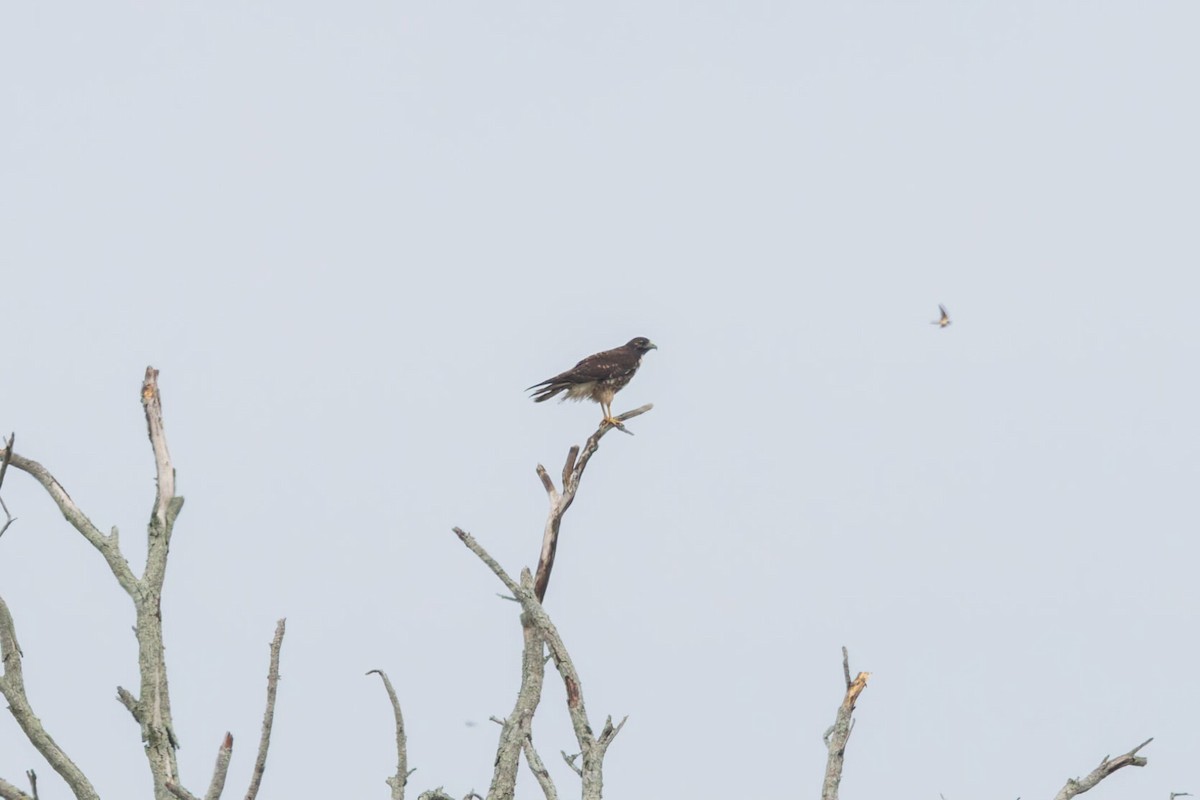 White-tailed Hawk - ML625893812