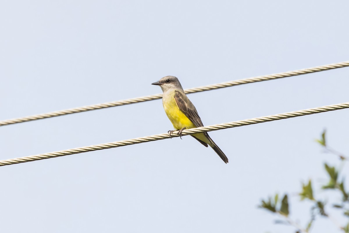 Western Kingbird - ML625893845