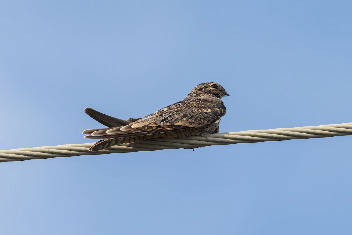 Lesser Nighthawk - ML625893853