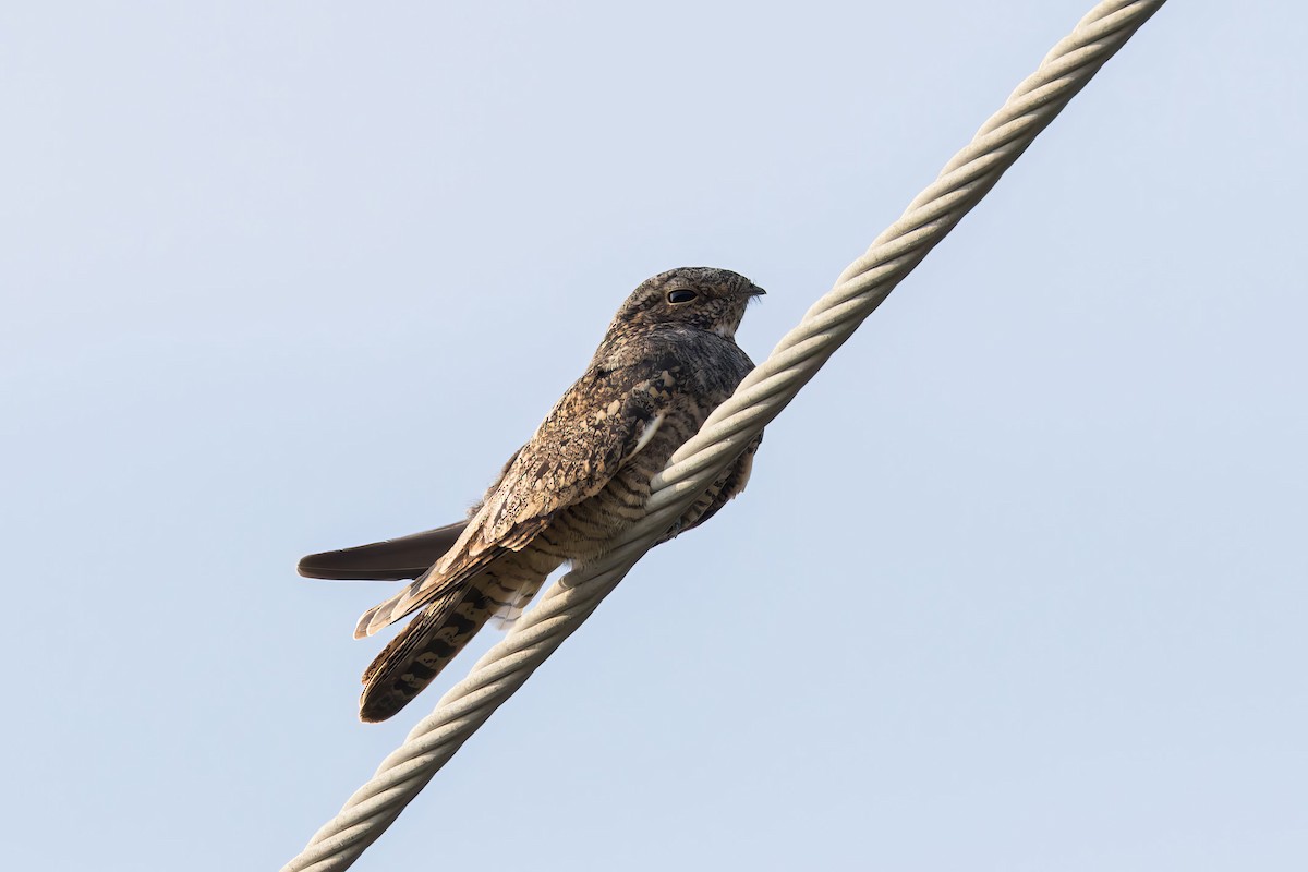 Lesser Nighthawk - ML625893857