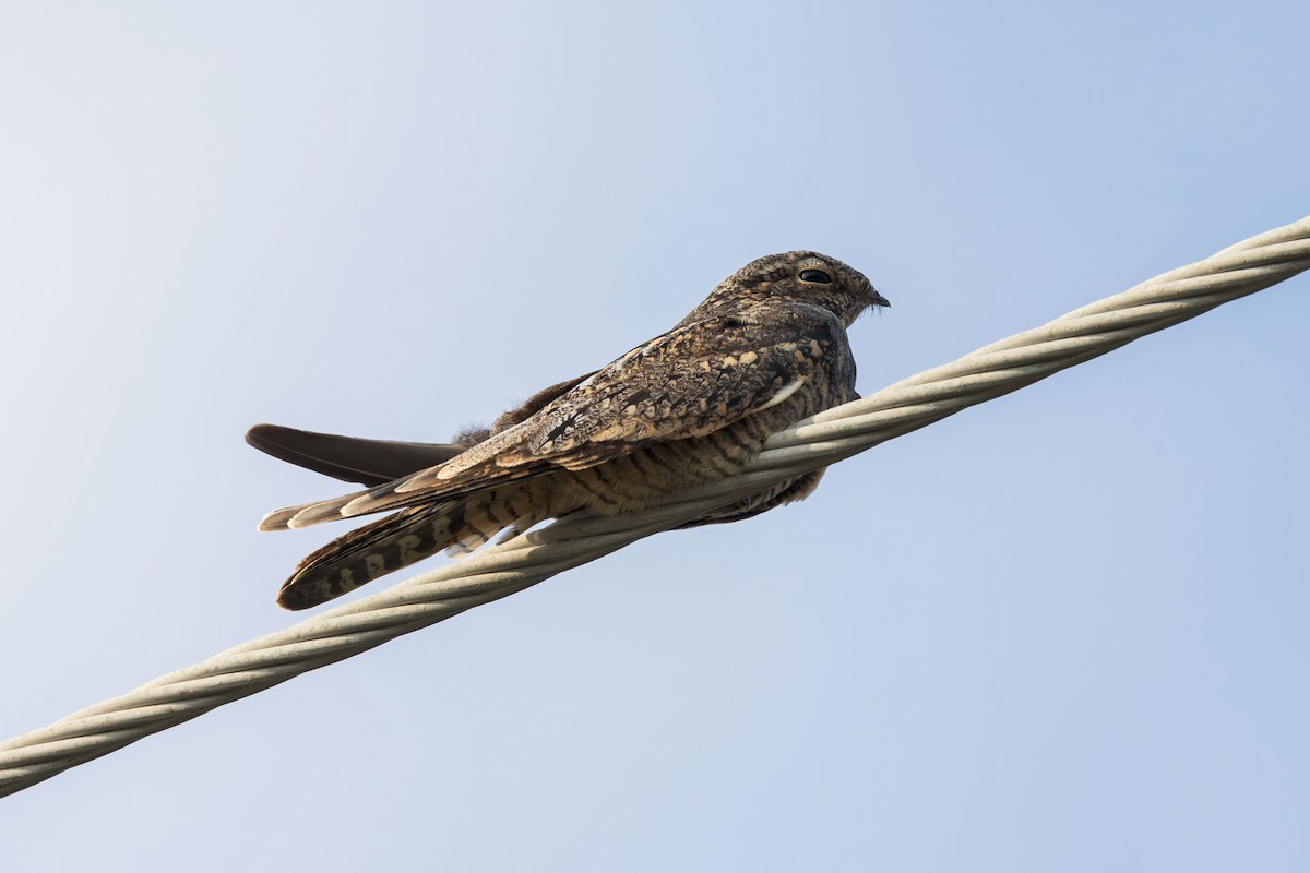 Lesser Nighthawk - ML625893859