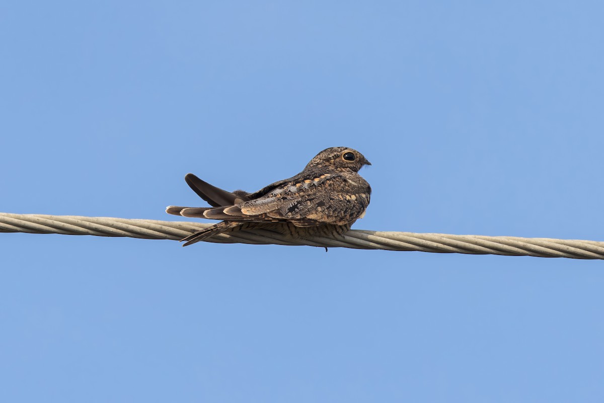 Lesser Nighthawk - ML625893860