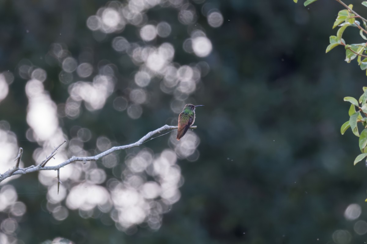 Buff-bellied Hummingbird - ML625893905