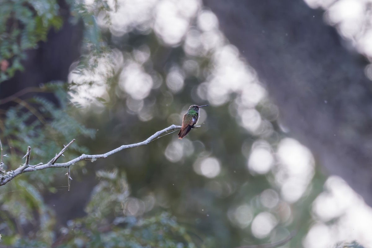 Buff-bellied Hummingbird - ML625893906