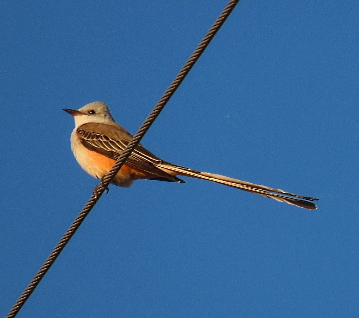 Scissor-tailed Flycatcher - ML625893907